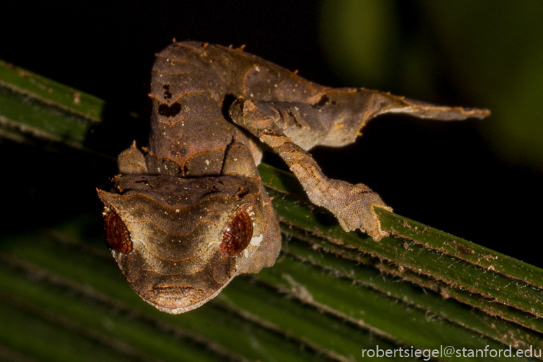 leaf-tailed gecko